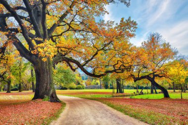 Amazing autumn landscape with old oak trees in Muskau Park. UNESCO World Heritage. Location: Bad Muskau, state of Saxony, Germany, Europe