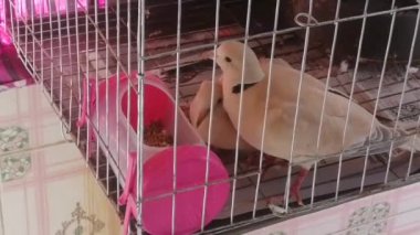 Kafesteki en güzel Avustralya güvercin kuşu. Güvercin kuşları çatı bahçesinden doğanın tadını çıkarıyorlar. Barış kuşunun bulunduğu demir kafese odaklan. Yumuşak odaklanma ya da dağılım örneği