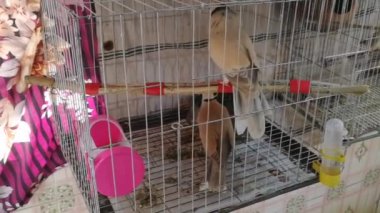 Kafesteki en güzel Avustralya güvercin kuşu. Güvercin kuşları çatı bahçesinden doğanın tadını çıkarıyorlar. Barış kuşunun bulunduğu demir kafese odaklan. Yumuşak odaklanma ya da dağılım örneği