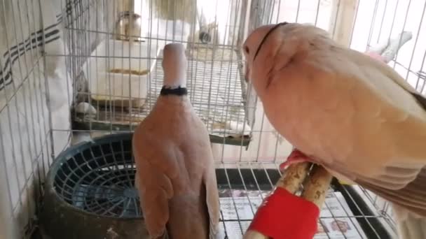 Самая Красивая Австралийская Голубка Клетке Голубиные Птицы Наслаждаются Природой Открытом — стоковое видео