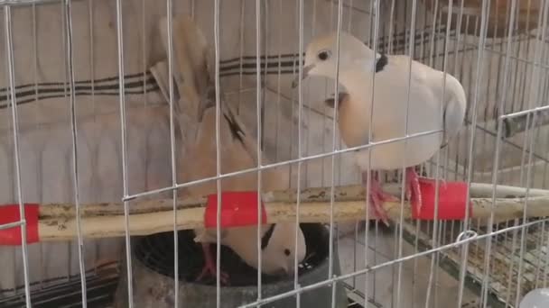 Most Beautiful Australian Dove Bird Cage Dove Birds Enjoying Outdoor — Stock Video