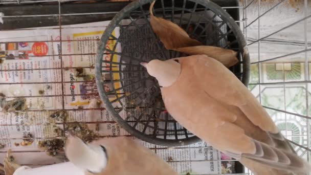 Mooiste Australische Duivenvogel Kooi Duivenvogels Genieten Van Openlucht Natuur Vanuit — Stockvideo