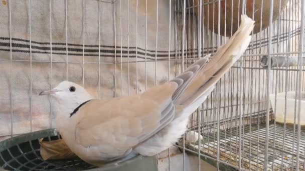Mooiste Australische Duivenvogel Kooi Duivenvogels Genieten Van Openlucht Natuur Vanuit — Stockvideo