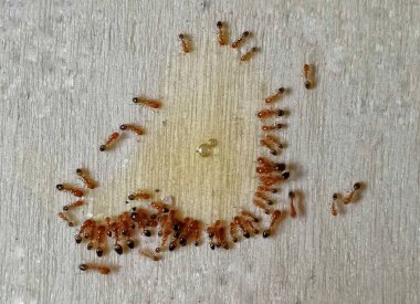 Kırmızı ateş karıncaları mutfakta kurabiye, bisküvi, gofret gibi lezzetli yiyecekler yiyorlar. İyiliğin sembolü olarak sabahları karınca kolonilerini beslemenin rahatlatıcı arka planı.