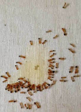 Red fire ants are eating tasty food like cookies, biscuit, wafer etc in the kitchen. Relaxing background of Feeding the colonies of ants in the morning as symbol of kindness clipart