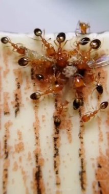 Karıncalar sivrisinek yiyor. Laboratuvarda genetik olarak değiştirilmiş karıncalar yaratmak için sembolik bir örnek. Bu karınca sadece doğadan gelen sivrisinekleri yiyecek ve sivrisineklerin yaydığı hastalıkların oranını düşürecek.