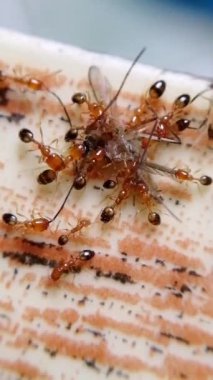 Karıncalar sivrisinek yiyor. Laboratuvarda genetik olarak değiştirilmiş karıncalar yaratmak için sembolik bir örnek. Bu karınca sadece doğadan gelen sivrisinekleri yiyecek ve sivrisineklerin yaydığı hastalıkların oranını düşürecek.