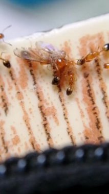 Karıncalar sivrisinek yiyor. Laboratuvarda genetik olarak değiştirilmiş karıncalar yaratmak için sembolik bir örnek. Bu karınca sadece doğadan gelen sivrisinekleri yiyecek ve sivrisineklerin yaydığı hastalıkların oranını düşürecek.