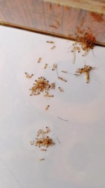 Karıncalar sivrisinek yiyor. Laboratuvarda genetik olarak modifiye edilmiş karıncalar yaratmak için yapılan deneyler sadece doğadan gelen sivrisinekleri yiyecek, böylece sivrisinekler tarafından yayılan hastalıkların oranını düşürecek.