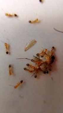 Karıncalar sivrisinek yiyor. Laboratuvarda genetik olarak modifiye edilmiş karıncalar yaratmak için yapılan deneyler sadece doğadan gelen sivrisinekleri yiyecek, böylece sivrisinekler tarafından yayılan hastalıkların oranını düşürecek.