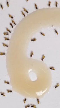 Bal yiyen karıncaların oluşturduğu sayısal sayılar için eşsiz bir geri sayım. Kırmızı ateş karıncaları mutfakta bal yiyorlar. Sabahları nezaket sembolü olarak karınca kolonilerini besliyor.