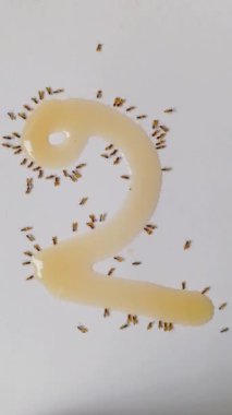 Bal yiyen karıncaların oluşturduğu sayısal sayılar için eşsiz bir geri sayım. Kırmızı ateş karıncaları mutfakta bal yiyorlar. Sabahları nezaket sembolü olarak karınca kolonilerini besliyor.