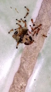 Karıncalar sivrisinek yiyor. Laboratuvarda genetik olarak modifiye edilmiş karıncalar yaratmak için yapılan deney sadece doğadan gelen sivrisinekleri yiyecek, böylece sivrisinekler tarafından yayılan hastalıkların oranını düşürecek.