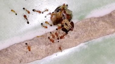 Karıncalar sivrisinek yiyor. Laboratuvarda genetik olarak modifiye edilmiş karıncalar yaratmak için yapılan deney sadece doğadan gelen sivrisinekleri yiyecek, böylece sivrisinekler tarafından yayılan hastalıkların oranını düşürecek.