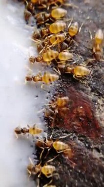 Karıncalar, taştan zeminde sütle doğal bal karışımını yudumluyorlar. Sabahları iyilik sembolü olarak karınca kolonilerini beslemek. Birliktelik, birlik, adanmışlık vs. örneği olan böcek takım çalışması