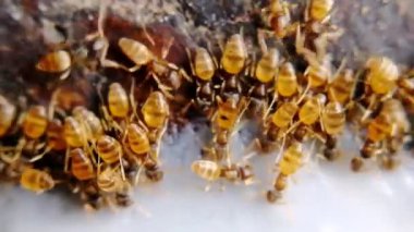 Karıncalar, taştan zeminde sütle doğal bal karışımını yudumluyorlar. Sabahları iyilik sembolü olarak karınca kolonilerini beslemek. Birliktelik, birlik, adanmışlık vs. örneği olan böcek takım çalışması