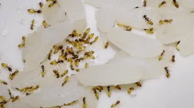 Karıncalar sütlü ve şekerli pirinç karışımı yiyorlar. Sabahları iyilik sembolü olarak karınca kolonilerini beslemek. Birliktelik, birlik, adanmışlık vs. örneği olan böcek takım çalışması