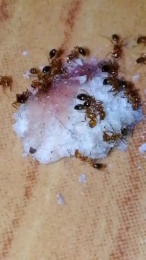 Kırmızı ateş karıncaları mutfakta kurabiye, bisküvi, gofret gibi lezzetli yiyecekler yiyorlar. Sabahları karınca kolonilerini beslemek nezaket, birlik, birliktelik vesaire için.