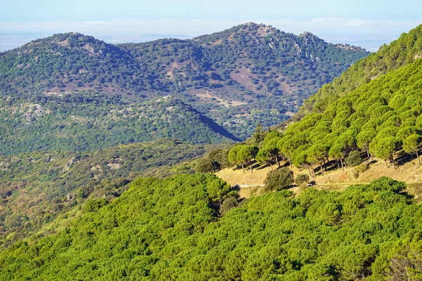 Parque Natural Sierra Grazalema Província Cádiz Andaluzia Espanha — Fotografia de Stock