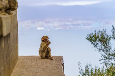 Küçük bebek maymun, arka planda Cadiz Körfezi olan Cebelitarık kayasının üstünde içiyor.