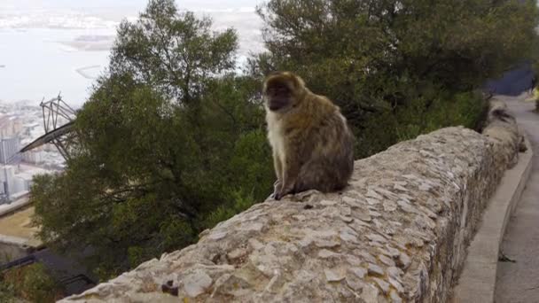 バックグラウンドでカディス湾の前にジブラルタルの典型的な動物猿 — ストック動画