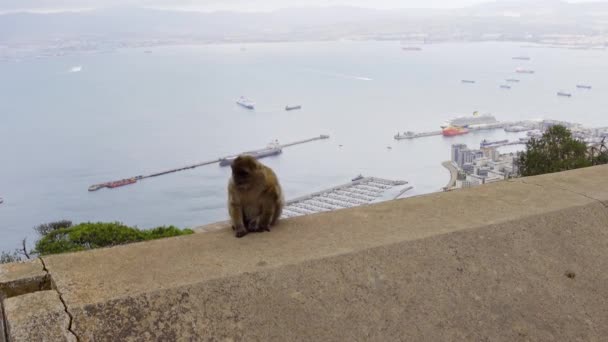 Typical Gibraltar Monkey Strolling Rocks While Being Watched Tourist Woman — 비디오
