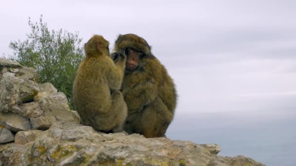 Monos Típicos Gibraltar Mientras Uno Pequeño Está Acicalando Excitando Otro — Vídeo de stock