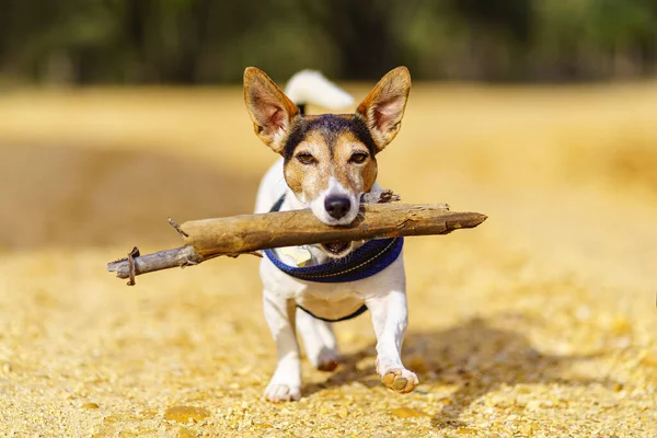 Small Jack Russell dog with a big stick in his mouth and playing with the owner in the field