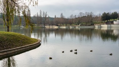 Large lake in a public park with ducks swimming and other birds flying in Tres Cantos, Madrid