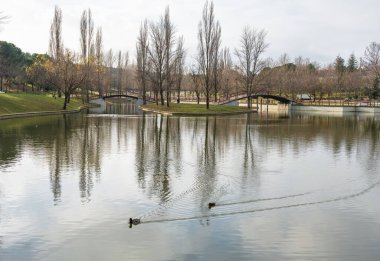 Public park with large lake that reflects the trees in the water while the ducks swim relaxed