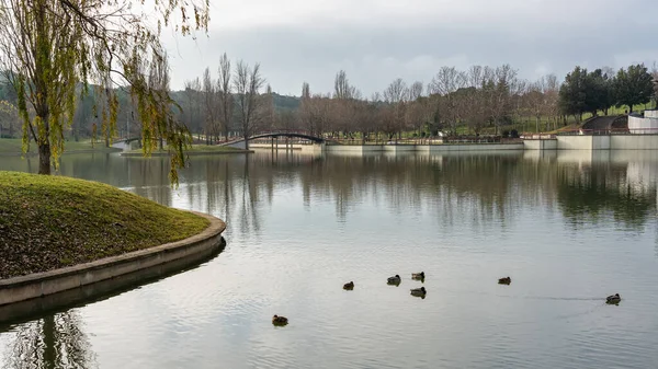 Large lake in a public park with ducks swimming and other birds flying in Tres Cantos, Madrid