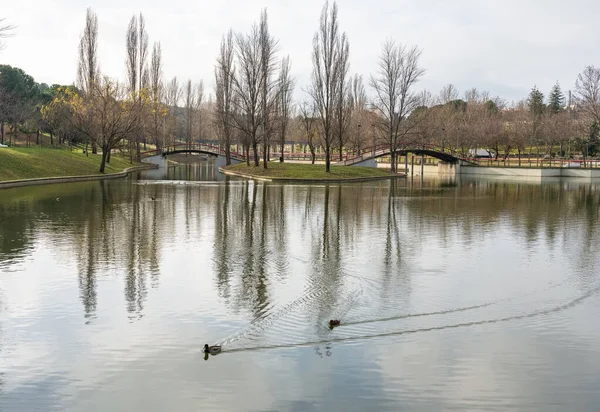 Public park with large lake that reflects the trees in the water while the ducks swim relaxed