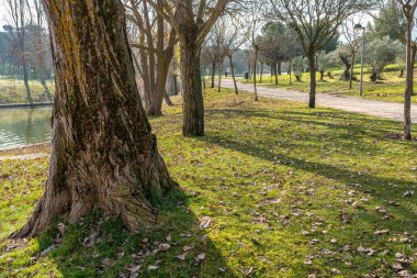 Park with tall trees and trails for walking and sports next to the city, Tres Cantos, Madrid