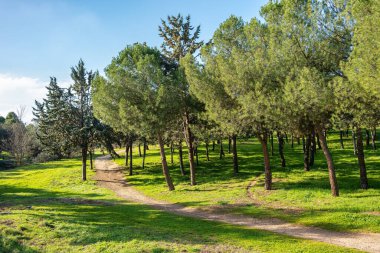 Mediterranean forest with pine trees on a field of grass and blue sky where the sun shines, Spain
