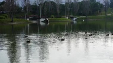 Ducks swimming quietly in the large lake of the citys public park