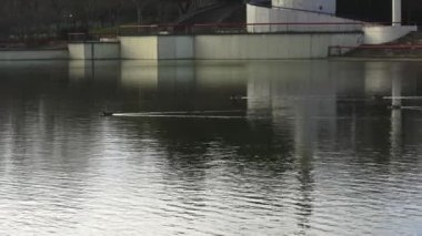 Ducks swimming in the lake of the citys public park at sunset