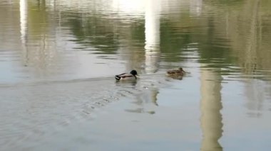 Slowmotion of ducks swimming in a row in the lake water of the citys public park
