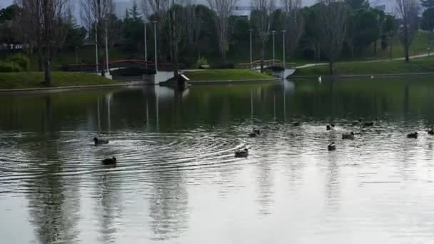 鸭子静静地在这个城市公园的大湖里游泳 — 图库视频影像