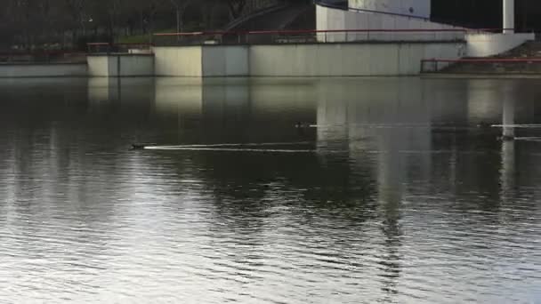 Πάπιες Που Κολυμπούν Στη Λίμνη Του Δημόσιου Πάρκου Της Πόλης — Αρχείο Βίντεο