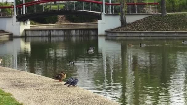 Pigeons Ducks Quietly Resting Lakeshore Citys Public Park — Vídeo de Stock