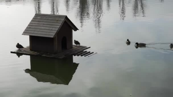 Wooden House Lake Public Park Serves Refuge Ducks Inhabit Lake — Stock video