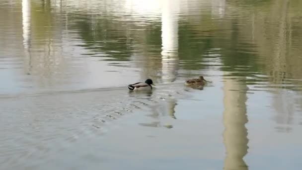 Slowmotion Ducks Swimming Row Lake Water Citys Public Park — Stockvideo