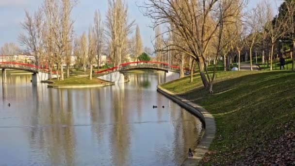 Public Park Lake Ducks Swim Quietly City Tres Cantos Madrid — Stock video