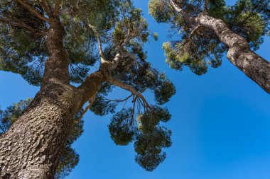 Tops of the centenary pine trees in the public park of the medieval city of Nuevo Baztan, Madrid