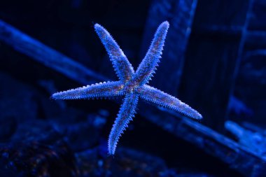 Akvaryumun camına bağlı deniz yıldızı mavi tonlarda koyu bir arka planda