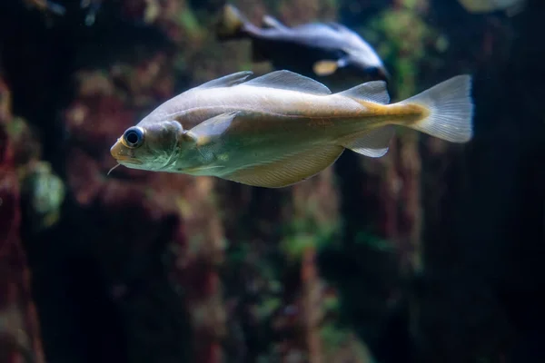 Peixes Coloridos Nadando Silenciosamente Aquário Com Outros Peixes Outras Espécies — Fotografia de Stock