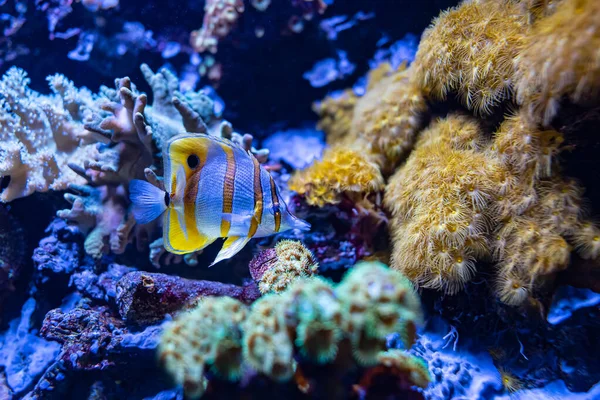 Färgglada Tropiska Fiskar Som Simmar Akvariet Bland Växter Havsbotten — Stockfoto