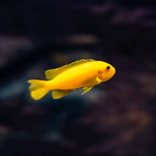 Pequenos Peixes Amarelos Tropicais Fundo Preto Nadando Silenciosamente Aquário — Fotografia de Stock