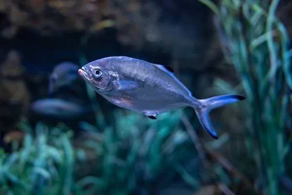 Ασημένιο Ψάρι Που Κολυμπά Στο Ενυδρείο Φόντο Θαλάσσια Φυτά Και — Φωτογραφία Αρχείου
