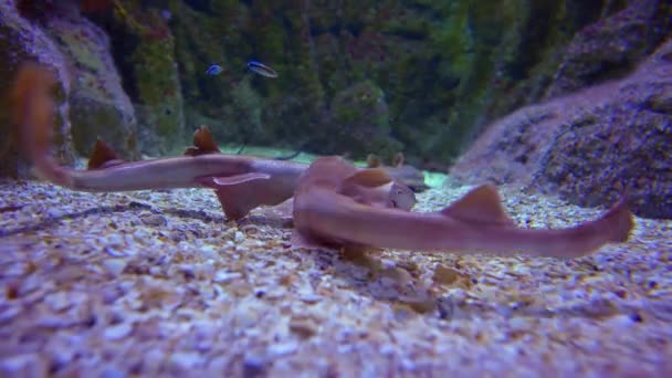 Twee Kleine Haaien Vechten Terwijl Een Ander Hard Zij Bijt — Stockvideo